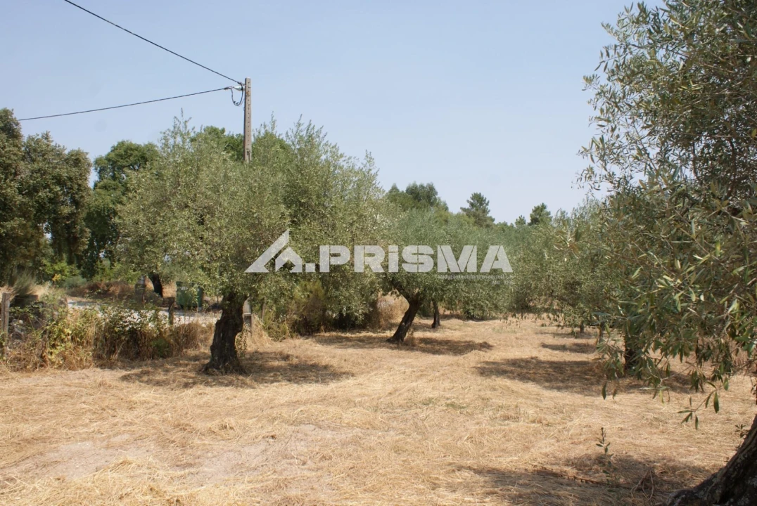 Terreno para Venda em Orca Foto 13