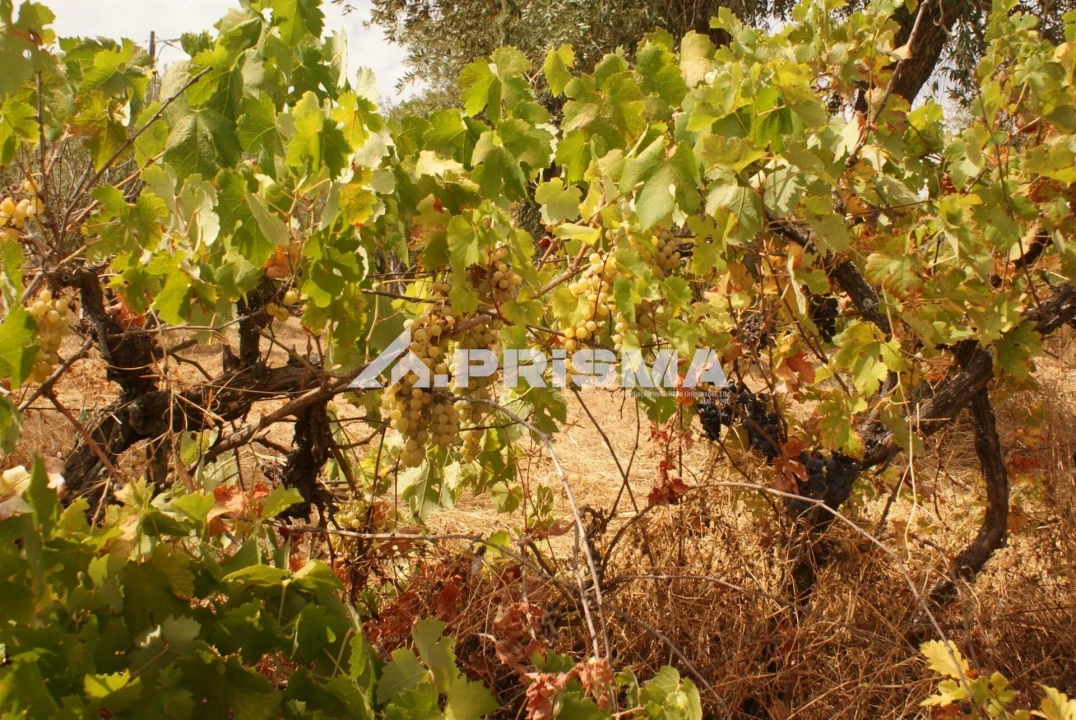Terreno para Venda em Orca Foto 18