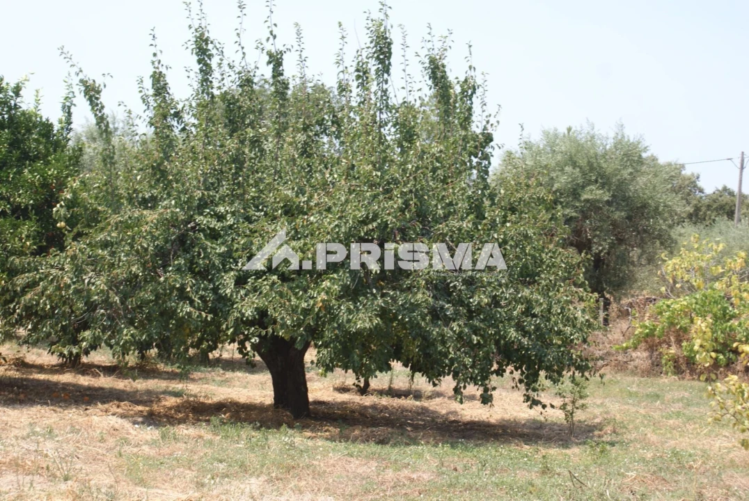 Terreno para Venda em Orca Foto 6