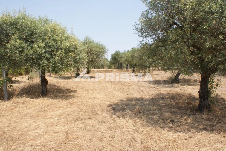 Terreno para Venda em Orca Foto 10