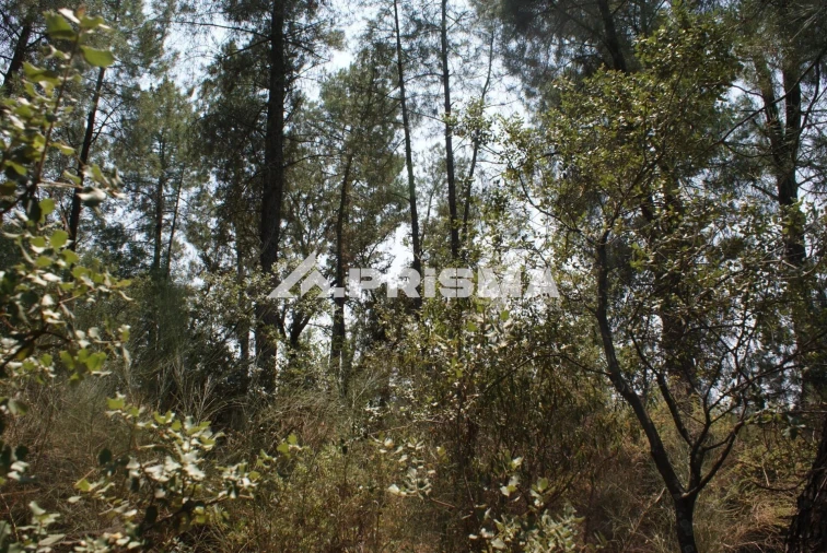 Terreno para Venda em Orca Foto 23