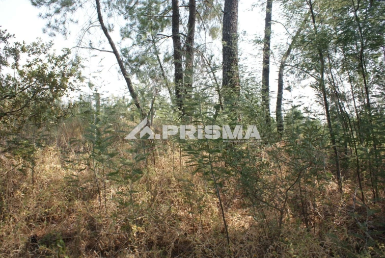 Terreno para Venda em Orca Foto 25