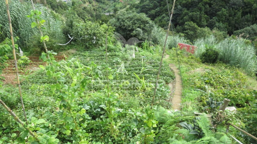 Terreno para Venda em Porto da Cruz Foto 4