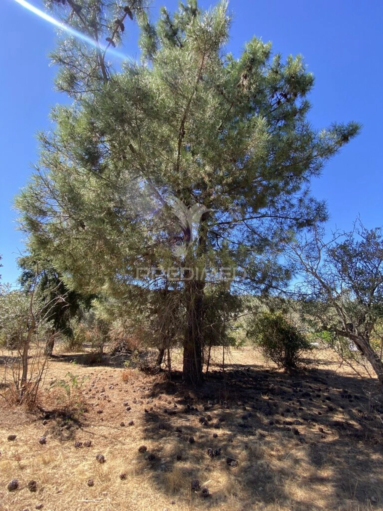 Terreno para Venda em Ribeira de Nisa e Carreiras Foto 3