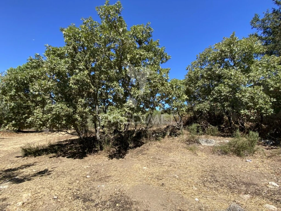 Terreno para Venda em Ribeira de Nisa e Carreiras Foto 10