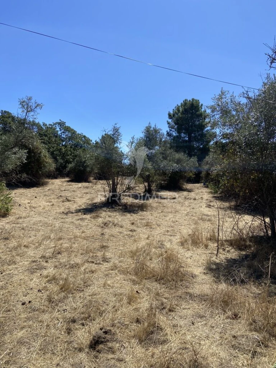 Terreno para Venda em Ribeira de Nisa e Carreiras Foto 17