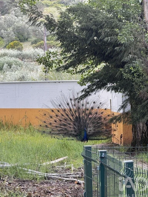 Moradia T4 para Venda em Juncal