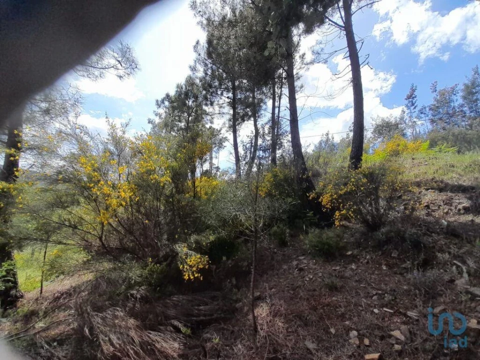 Terreno para Venda em Cortes do Meio Foto 7