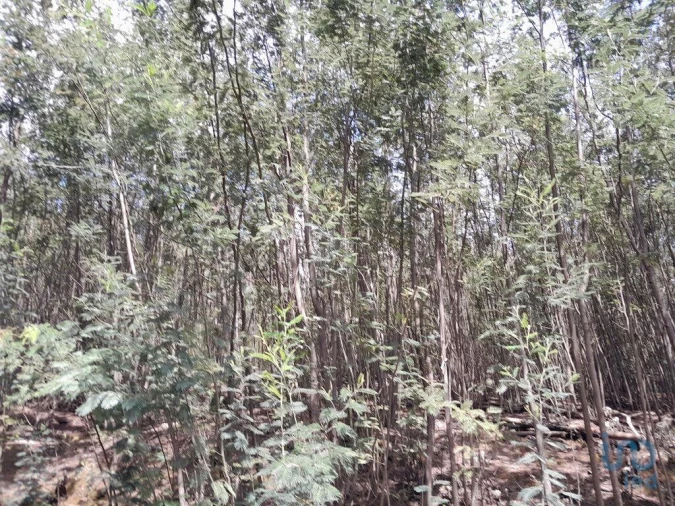 Terreno para Venda em Cortes do Meio Foto 9