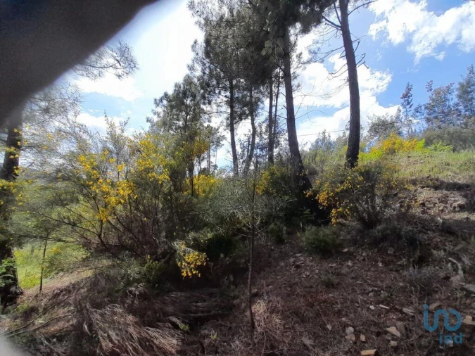 Terreno para Venda em Cortes do Meio Foto 7