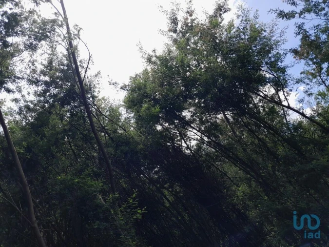 Terreno para Venda em Cortes do Meio Foto 2