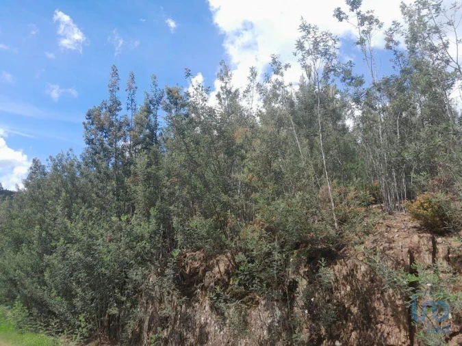 Terreno para Venda em Cortes do Meio Foto 4