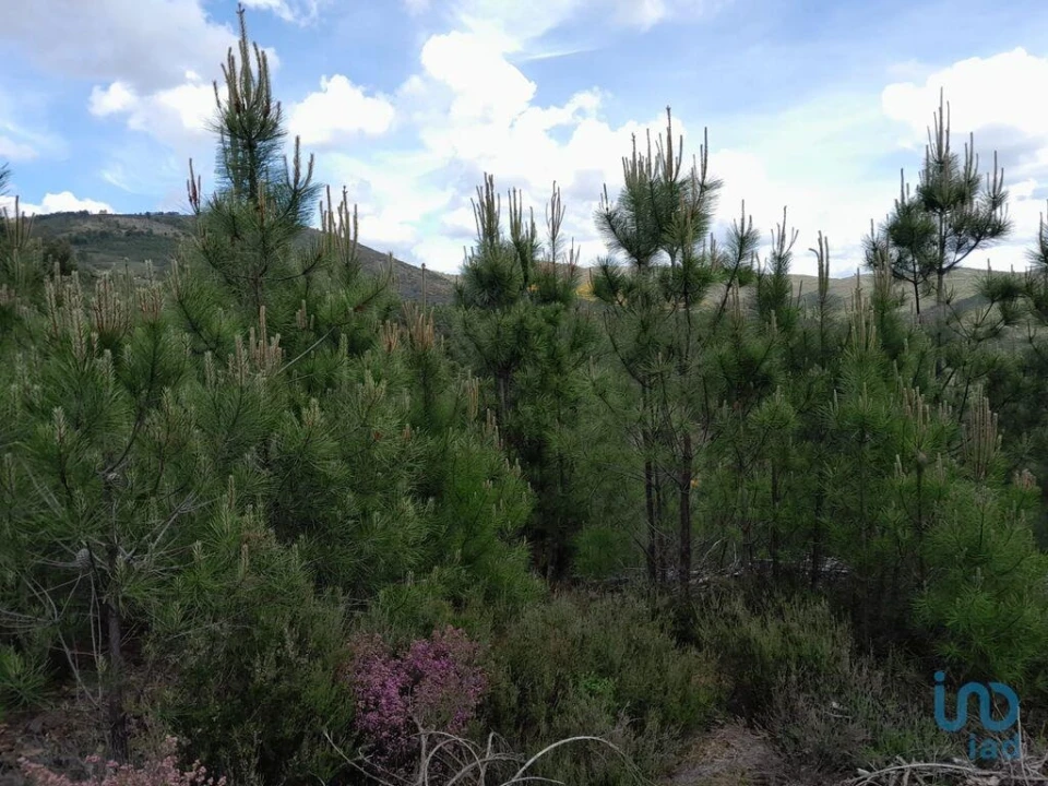 Terreno para Venda em Cortes do Meio Foto 1