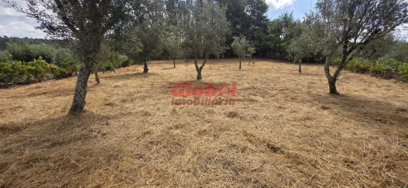 Terreno para Venda em Santos Evos