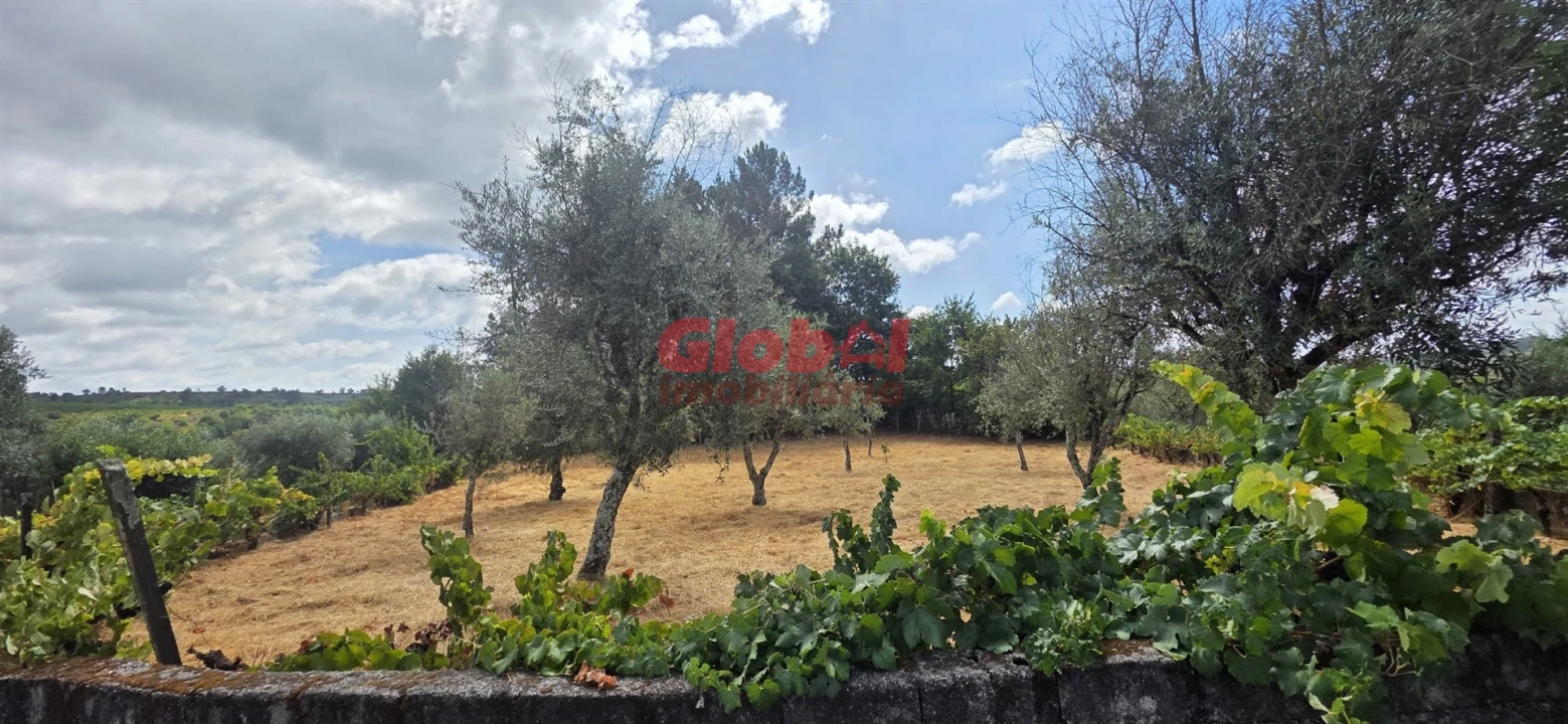 Terreno para Venda em Santos Evos Foto 3