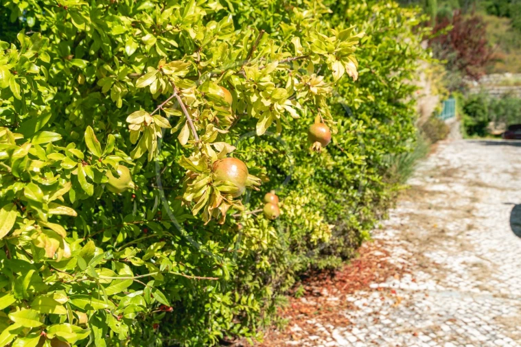 Moradia T4 para Venda em Sobral de Monte Agraço Foto 63
