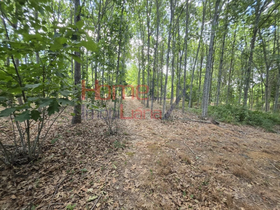 Quinta T3 para Venda em Germil Foto 57