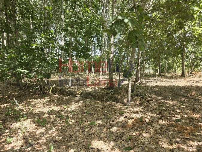 Quinta T3 para Venda em Germil Foto 21