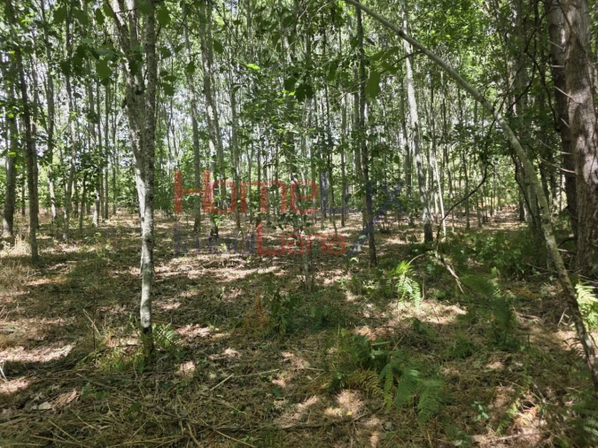 Quinta T3 para Venda em Germil Foto 31