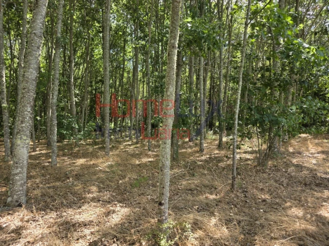 Quinta T3 para Venda em Germil Foto 37