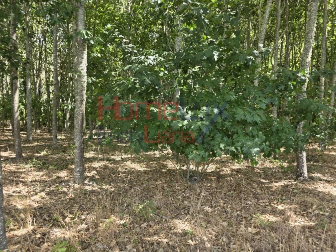 Quinta T3 para Venda em Germil Foto 38