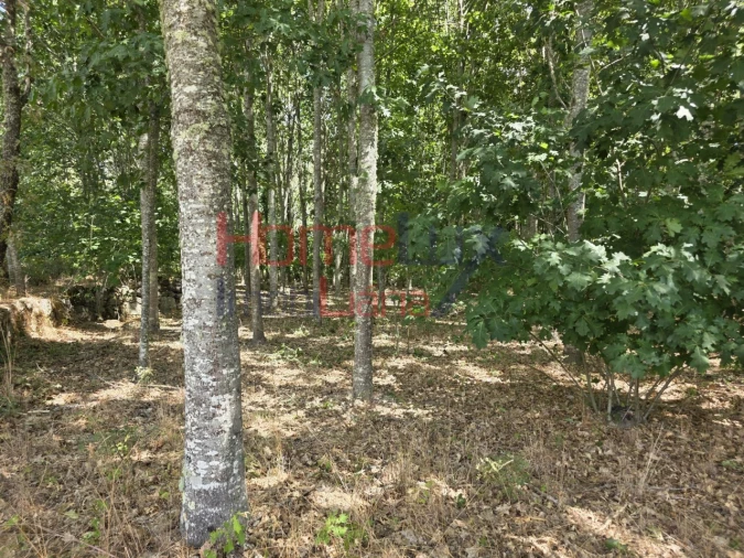 Quinta T3 para Venda em Germil Foto 39