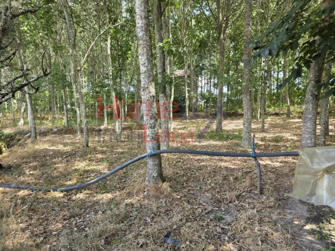 Quinta T3 para Venda em Germil Foto 50