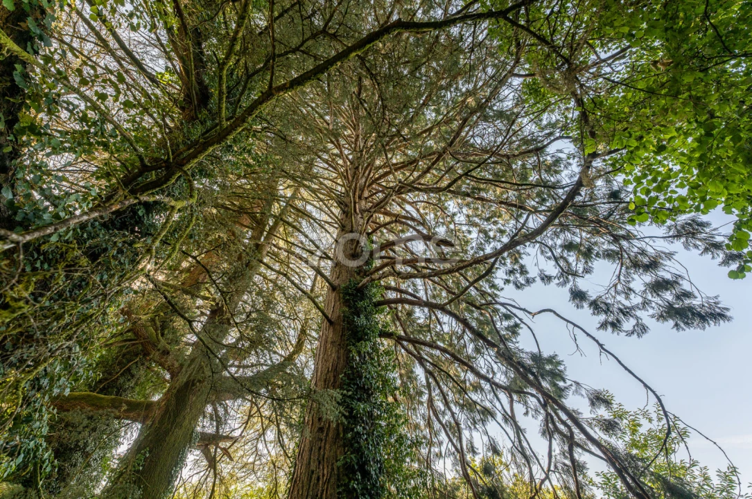 Moradia T13 para Venda em Castro Daire Foto 34