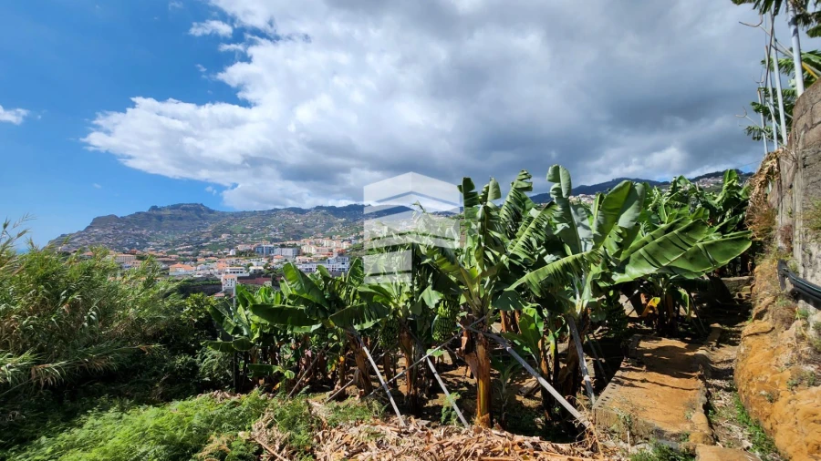 Terreno para Venda em São Martinho Foto 4
