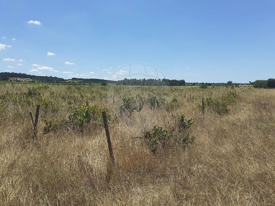 Terreno para Venda em Alpiarça Foto 4