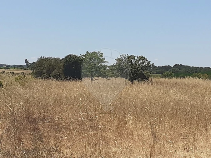 Terreno para Venda em Alpiarça