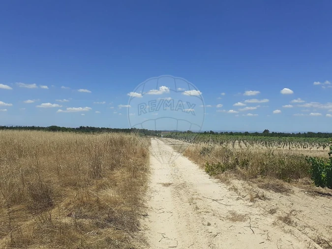 Terreno para Venda em Alpiarça Foto 2