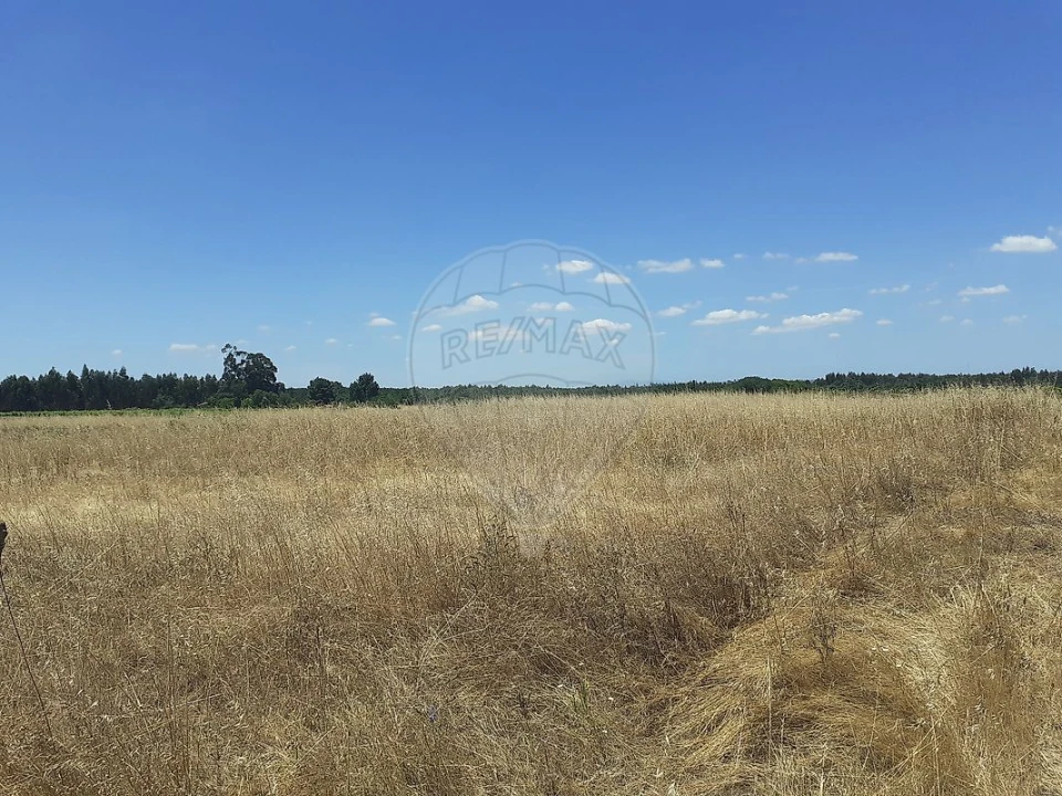 Terreno para Venda em Alpiarça Foto 3