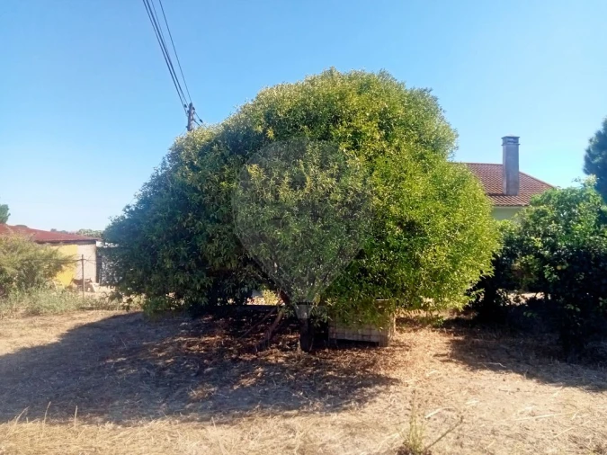 Moradia T2 para Venda em Aveiras de Cima Foto 3