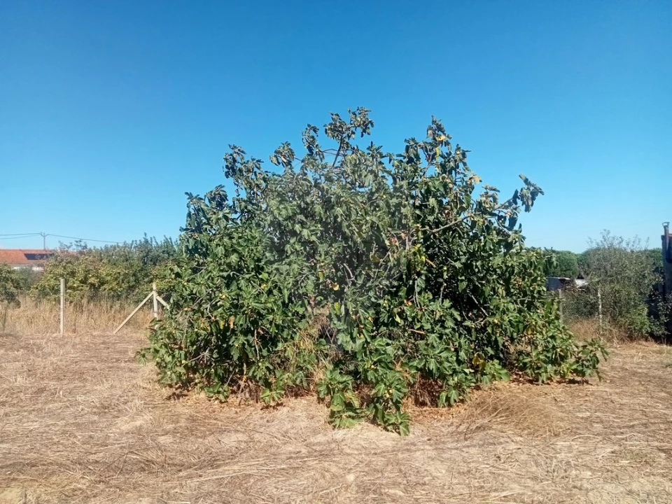 Moradia T2 para Venda em Aveiras de Cima Foto 12