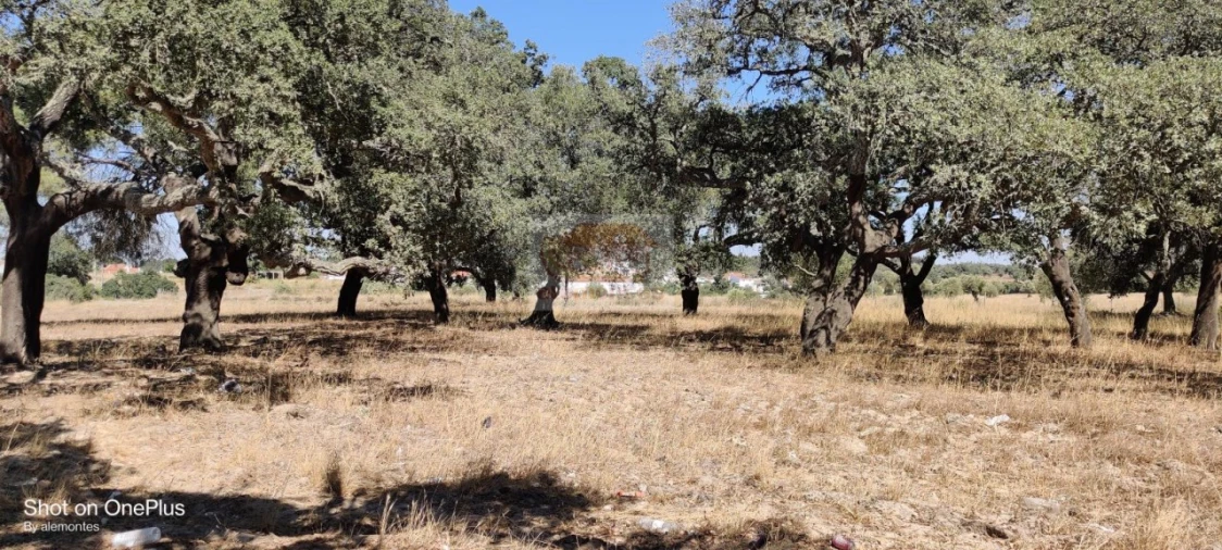 Terreno para Venda em Grândola e Santa Margarida da Serra Foto 6