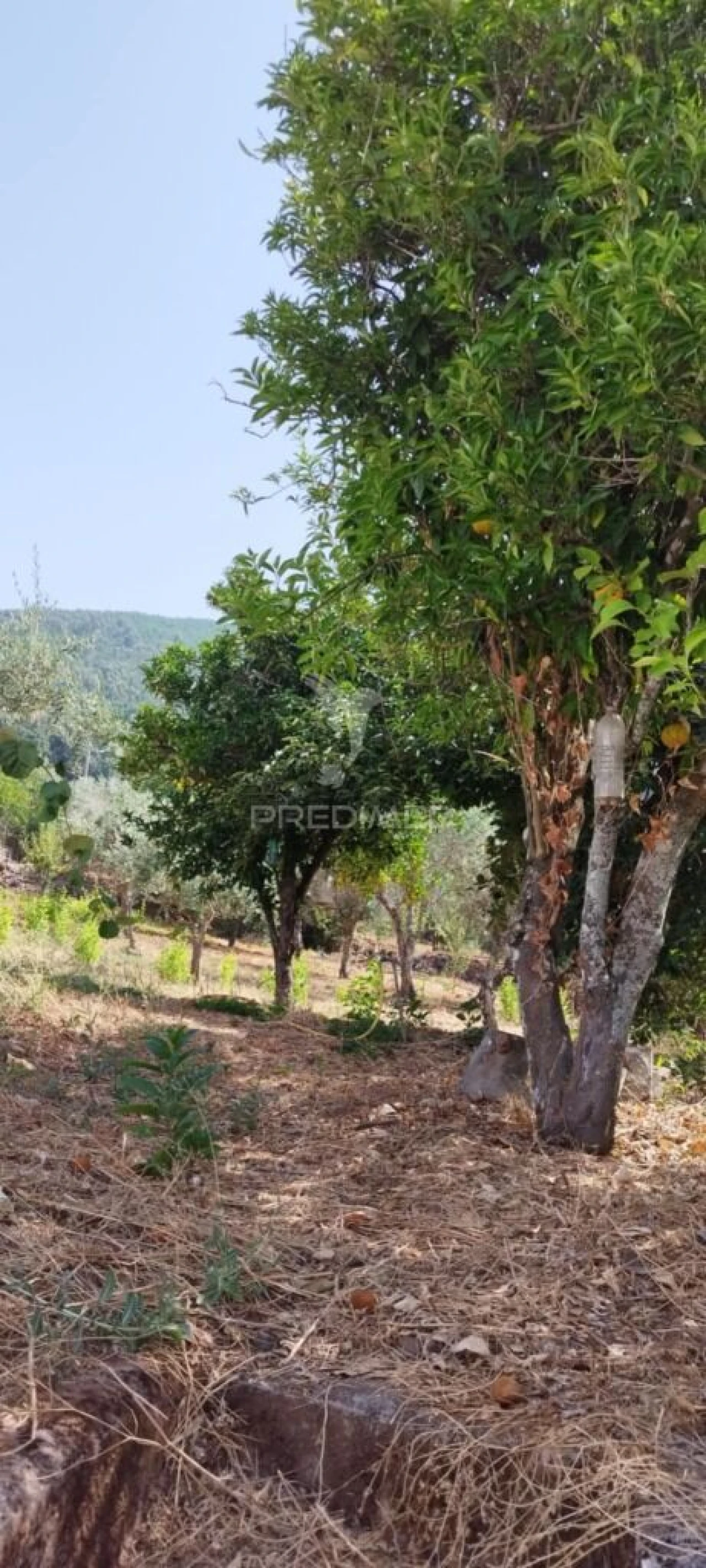 Quinta T2 para Venda em Sé e São Lourenço Foto 7