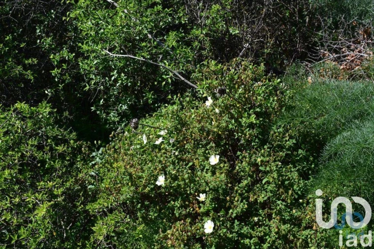 Terreno para Venda em Carnota Foto 3