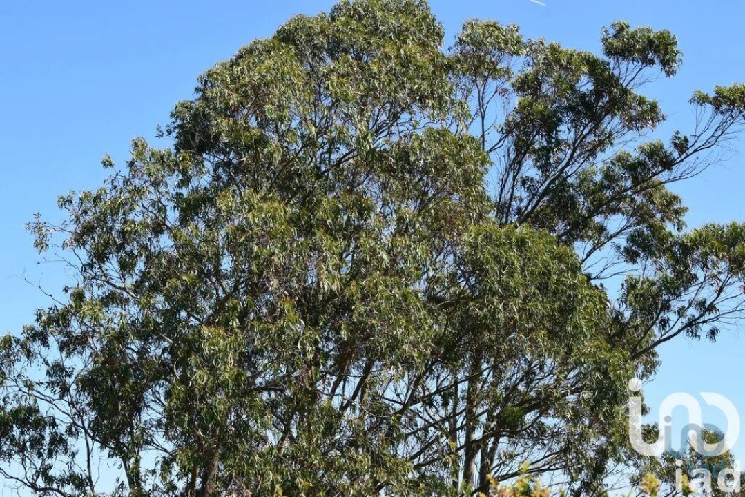 Terreno para Venda em Carnota Foto 14