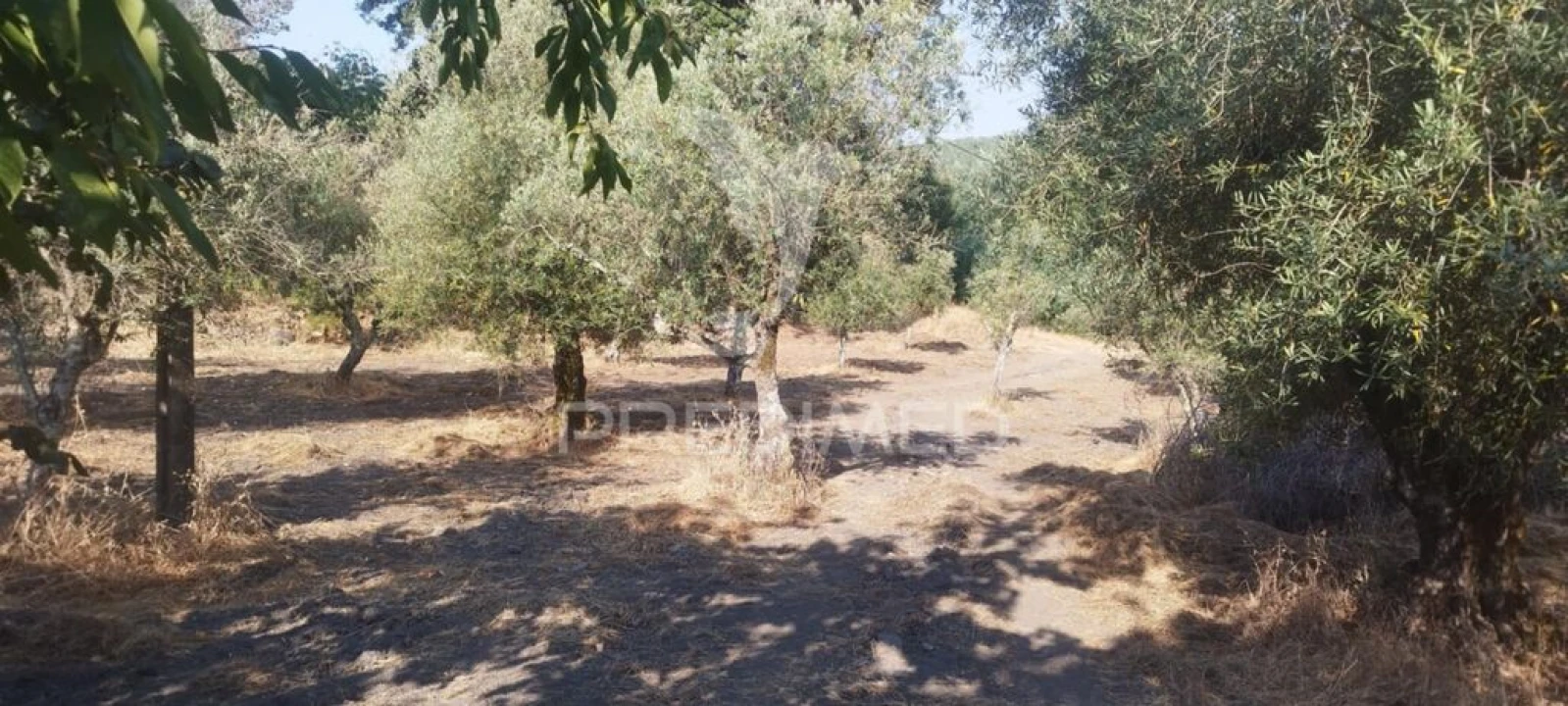 Quinta T3 para Venda em Santa Maria de Marvão Foto 9