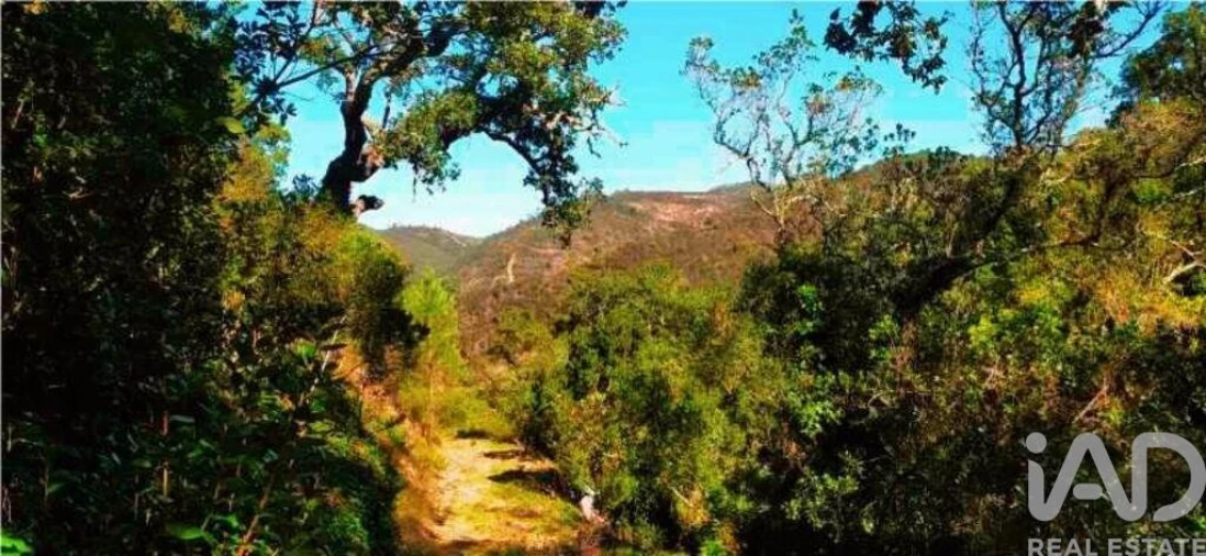 Terreno para Venda em Marmelete Foto 25