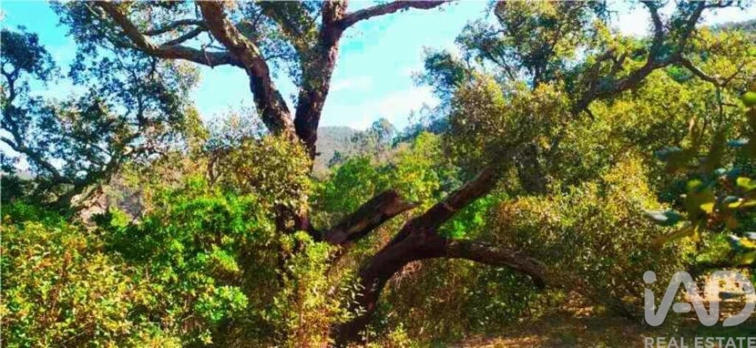Terreno para Venda em Marmelete Foto 23