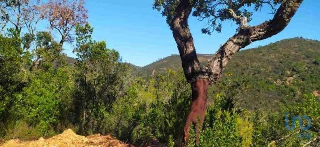 Terreno para Venda em Marmelete Foto 12
