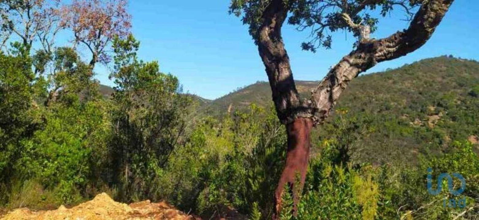 Terreno para Venda em Marmelete Foto 12