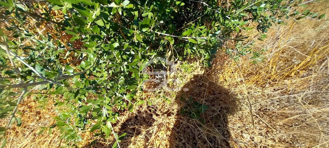 Terreno para Venda em Beringel Foto 7