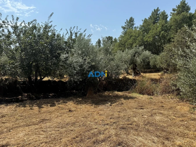 Terreno para Venda em Freixial e Juncal do Campo Foto 3