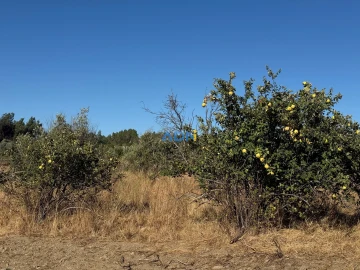 Terreno para Venda em Freixial e Juncal do Campo