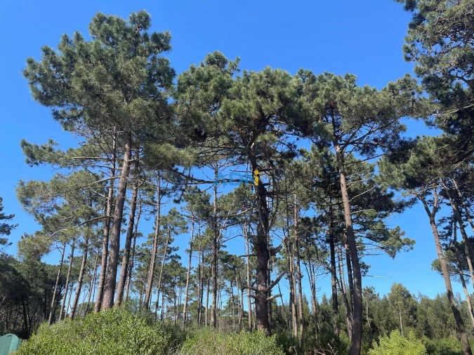 Terreno para Venda em Colares Foto 3