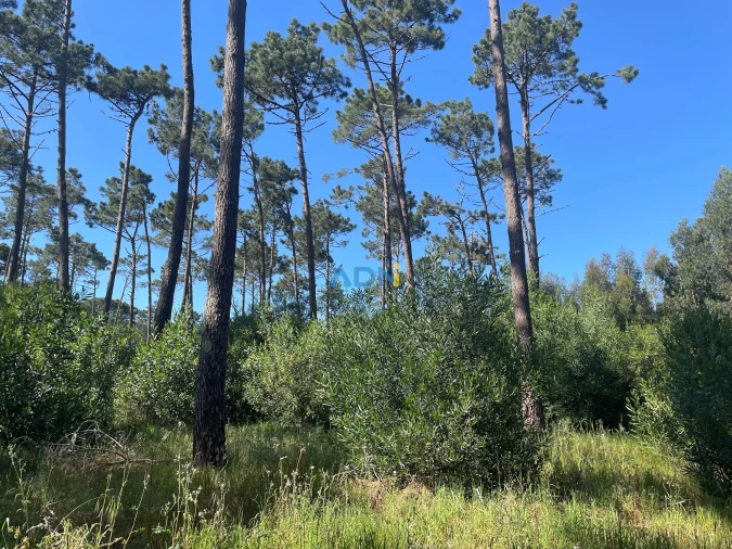 Terreno para Venda em Colares Foto 6