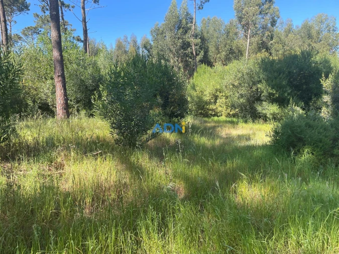 Terreno para Venda em Colares Foto 7